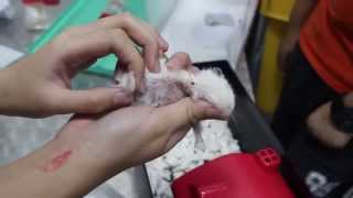 A dwarf hamster has a hardened armpit abscess  Part 88 after surgery [upl. by Westleigh153]