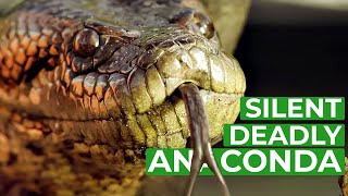 Anaconda  The Silent Killer  Free Documentary Nature [upl. by Burch]