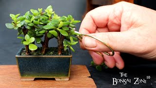 My Portulacaria afra Baobab Style Forest Show Prep Part 2 The Bonsai Zone Sept 2023 [upl. by Danieu]