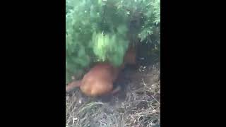 Dachshunds Epic BounceOff 🐾🚀 funny [upl. by Lessig]