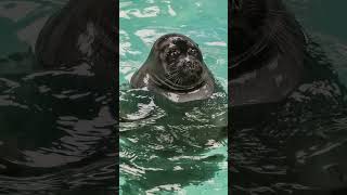 Baikal Seal Facts shorts seal animalsfacts [upl. by Socem791]