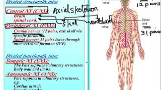 Spinal cord anatomy Nursing [upl. by Llywellyn]