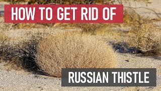 How to Get Rid of Russian Thistle Tumbleweed Weed Management [upl. by Eevets]