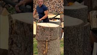 Strong hornbeam tree woodworking firewood [upl. by Tannenwald]