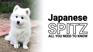 Japanese Spitz Dogs 🗾 History of the Breed and Traits that Make this Dog a Great Companion [upl. by Ayanat]