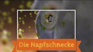 Die Napfschnecke beim Algen Verputzen  Neritina pulligera [upl. by Dnomaj]