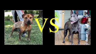 THE TRUTH ABOUT WORKING DOGS VS GAME DOG [upl. by Pals]