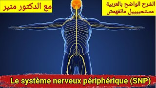 Anatomie et physiologie du systeme nerveux peripherique درس الجهاز العصبي المحيطي [upl. by Aicilegna]