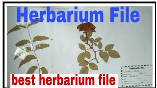 herbarium fileBiology practical copy class 12  herbarium file kaise banaye herbarium project [upl. by Wagstaff]