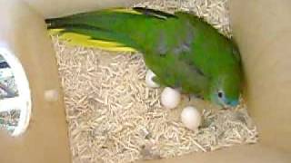 Turquoisine Grass Parakeet with Eggs [upl. by Rolyak735]