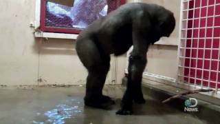 Breakdancing Gorilla at the Calgary Zoo Explained [upl. by Spiros]