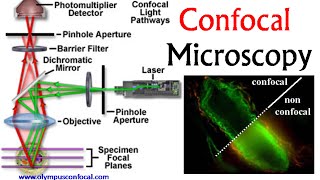 Confocal microscopy  confocal microscope principle [upl. by Niobe]