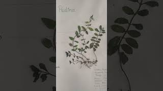 herbarium sheet pudina [upl. by Yessej]