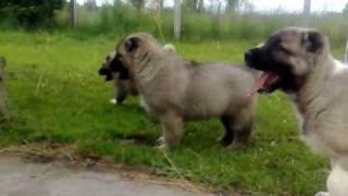 kangal puppies 7 weeks old [upl. by Nerb]