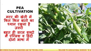 Pea Cultivation pisum sativum  मटर की खेती वैज्ञानिक तरीके से कैसे करें Pea cultivation in hindi [upl. by Naillil]