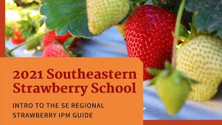 Part 1  Intro to the SE Regional Strawberry IPM Guide on Plasticulture Production [upl. by Oiliduab]