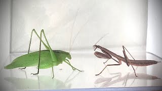 Can Praying Mantis Catch Big Katydid [upl. by Adhamh]