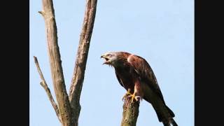 Red Kites Calling 28 secs [upl. by Hgielsel269]