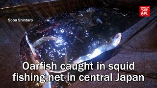 Oarfish caught in squid fishing net in central Japan [upl. by Bullard773]