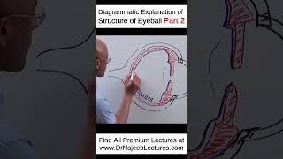 Diagrammatic Explanation Of Structure Of Eyeball Part 2 shortvideo shorts drnajeeb lecture [upl. by Htebyram]