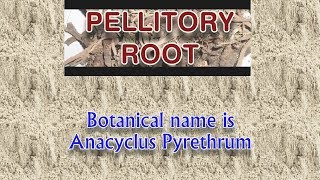 Pellitory Root  The Miracle Herb for Men  Akarkara [upl. by Marvella]