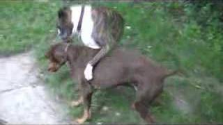 Boxer Vrs Red Doberman [upl. by Toy]