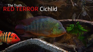 The Truth About The Festae Cichlid [upl. by Esinnej]