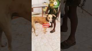 Tracheal Collapse in dog  tracheal Collapse sound in dog  dog medicine shorts [upl. by Norse]