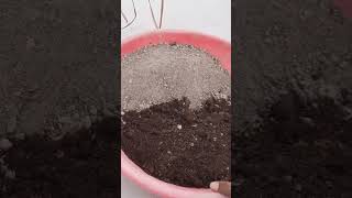 How To Grow Lemongrass At Home In Pot  Lemongrass Care [upl. by Auberon]