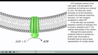 ATP synthesis animation [upl. by Dacy]