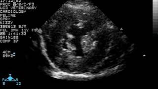 Feline Hypertrophic Cardiomyopathy  Cross Section [upl. by Anilatak]