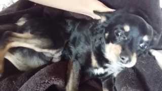 atak padaczki u psa epilepsja dog epilepsy attack epileptic [upl. by Kruter]