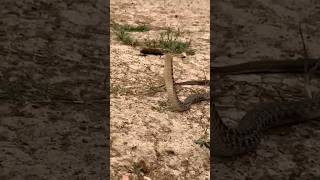 Keelback pretending to be Cobra 🐍shorts youtube snake viralvideo wildlife [upl. by Pirali717]