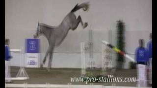 Free Jumping Horse [upl. by Akilak]