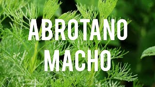 Plantas que curan EL ABROTANO MACHO quotArtemisia Abrotanum Usos y Propiedades Medicinalesquot [upl. by Argyres]