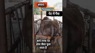 Tympany treatment in cowshorts veterinary dairy farming [upl. by Mela]