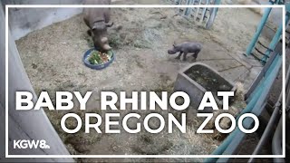 Oregon Zoo welcomes baby rhino [upl. by Enitnelav54]