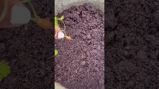 SIMPLE Way to REPOT BABY CARROT repottingandreplanting asmrsound babycarrots carrots ukgarden [upl. by Geralda522]