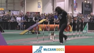 The Toronto Sportsmens Show Featuring The McCann Dog Stars [upl. by Amero407]