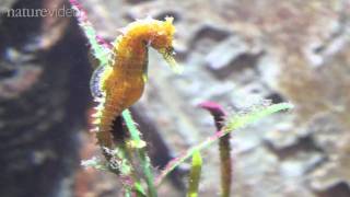 How the seahorse got its shape  by Nature Video [upl. by Einrae]