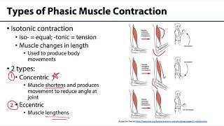 MSK Skeletal Muscle Tissue  Types of Contraction [upl. by Ormsby]