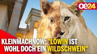 Kleinmachnow quotLöwin ist wohl doch ein Wildschweinquot [upl. by Reivad]