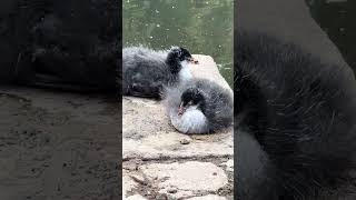 Baby coots hiccupping wildlife birds coots waterbirds hiccups [upl. by Hey433]