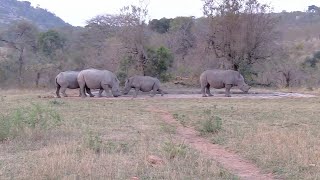 Rhino calf scares off two grown rhinos from a waterhole [upl. by Penelopa]