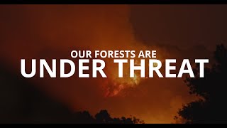 Our Forests Are Under Threat [upl. by Hairu974]