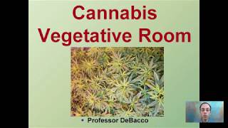 Cannabis Vegetative Room [upl. by Estel]