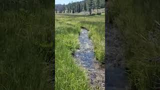 Hope Creek Ranch  montana realestate fishing propertyforsale [upl. by Tabor]