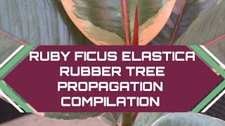 Ruby Ficus Elastica Rubber Tree  How to Propagate and Branch  2 year compilation video [upl. by Kaleb444]