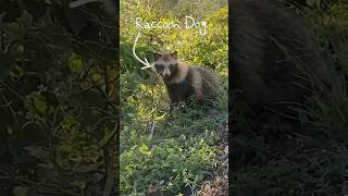 Meet the Raccoon Dog [upl. by Kathrine572]