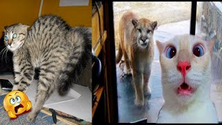 Funny Scaredy Cats Compilation [upl. by Neelav]